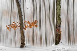 <b>»PHOTOART VISION PRAGA 2014«</b> Češka